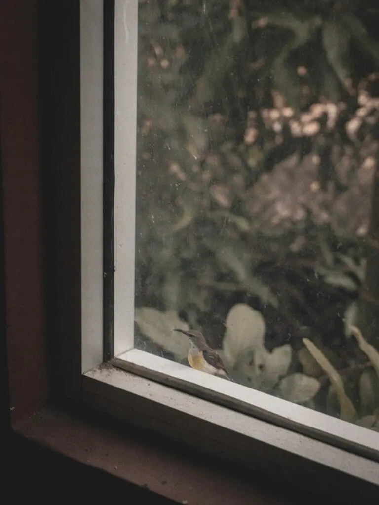birdwatching windows
